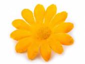 více - Dekorační květ kopretina žlutá,  průměr 6cm