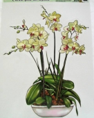 více - Okenní folie bez lepidla  - orchidej bílá
