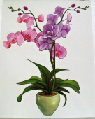 více - Okenní folie bez lepidla  - orchidej fialovo-růžová