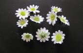 více - Malý bílý květ   2-2,5cm  10ks